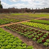 Hampton Court Palace Royal Kitchen Garden