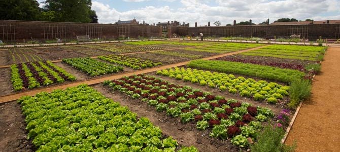 Hampton Court Palace Royal Kitchen Garden