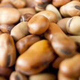 Close Up - seeds  header