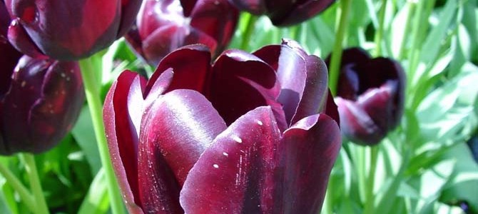 queen of the night header