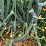 Onions_benefit_by_cohabiting_with_pansies[1]