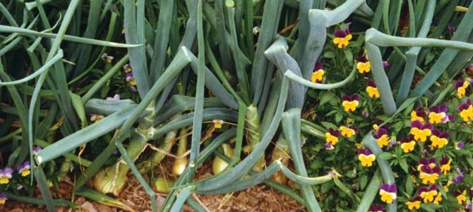 Onions_benefit_by_cohabiting_with_pansies[1]