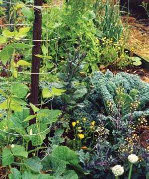 Use_up_end_of_summer_greens,_beans_and_roots_in_a_tasty_stir_fry[1]