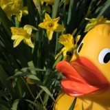4_Duck_hunt