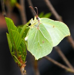Brimstone butterfly on Frangula alnus (taken in our gardens by a visitor and photo credits to Sean O'Neill )
