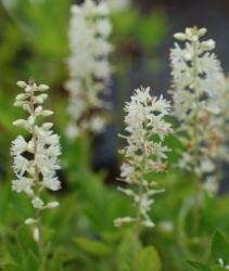 Clethra alnifolia 'Sixteen Candles'