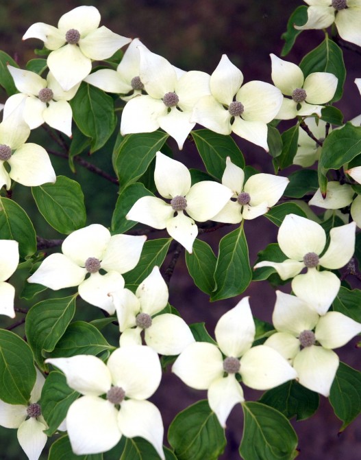 Cornus kousa 'China Girl'