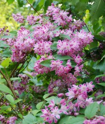 Deutzia x hybrida 'Strawberry Fields'