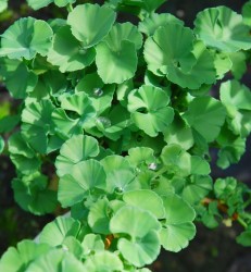 Ginkgo biloba 'Troll'