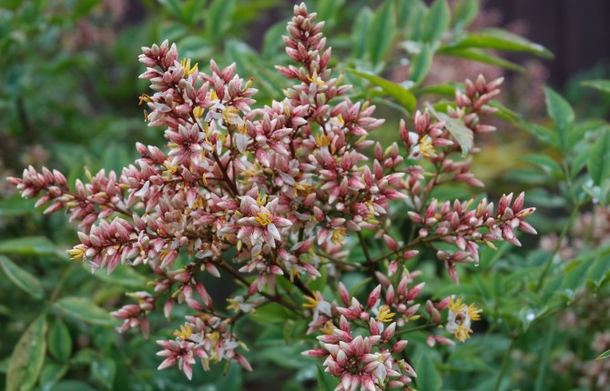 Nandina domestica 'Richmond'