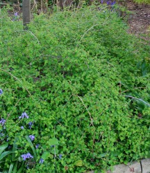 Stephanandra incisa 'Crispa'