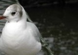 black-headed-gull-250x113