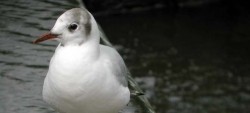 black-headed-gull-250x113
