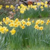daffodils final