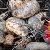 DaliDahlia tuber Hapet_Fantastic