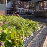 John Lewis Rain Garden header