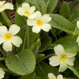 Primroses in spring, Primula vulgaris.