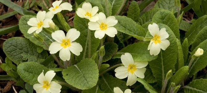 Primroses in spring, Primula vulgaris.