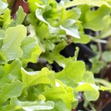 Living salad wall
