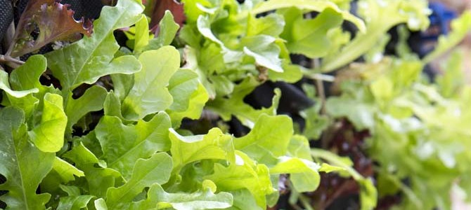 Living salad wall