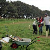 Newquay Community Orchard header