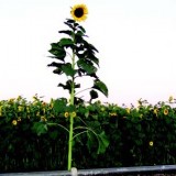 Tall Timber