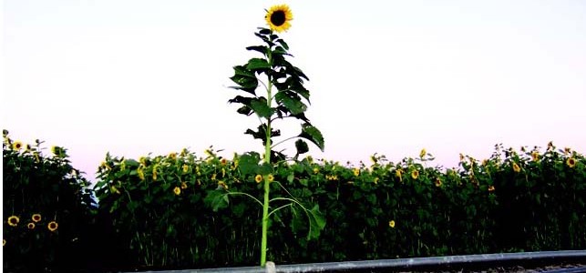 Tall Timber