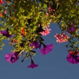 a window box from below credit Sarah Richter