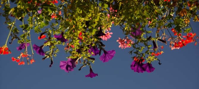 a window box from below credit Sarah Richter