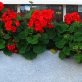 window box