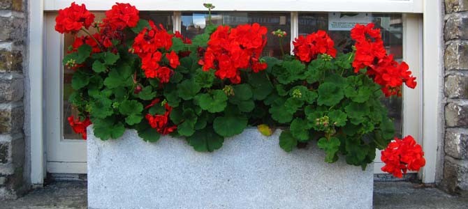 window box